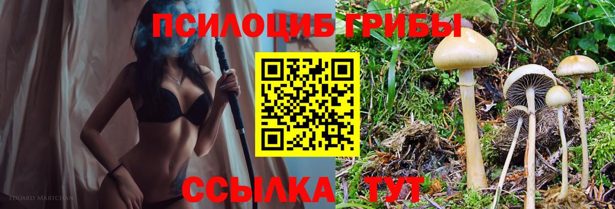 Псилоцибиновые грибы Cubensis Курчатов